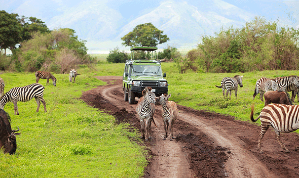 Safari experience in Africa