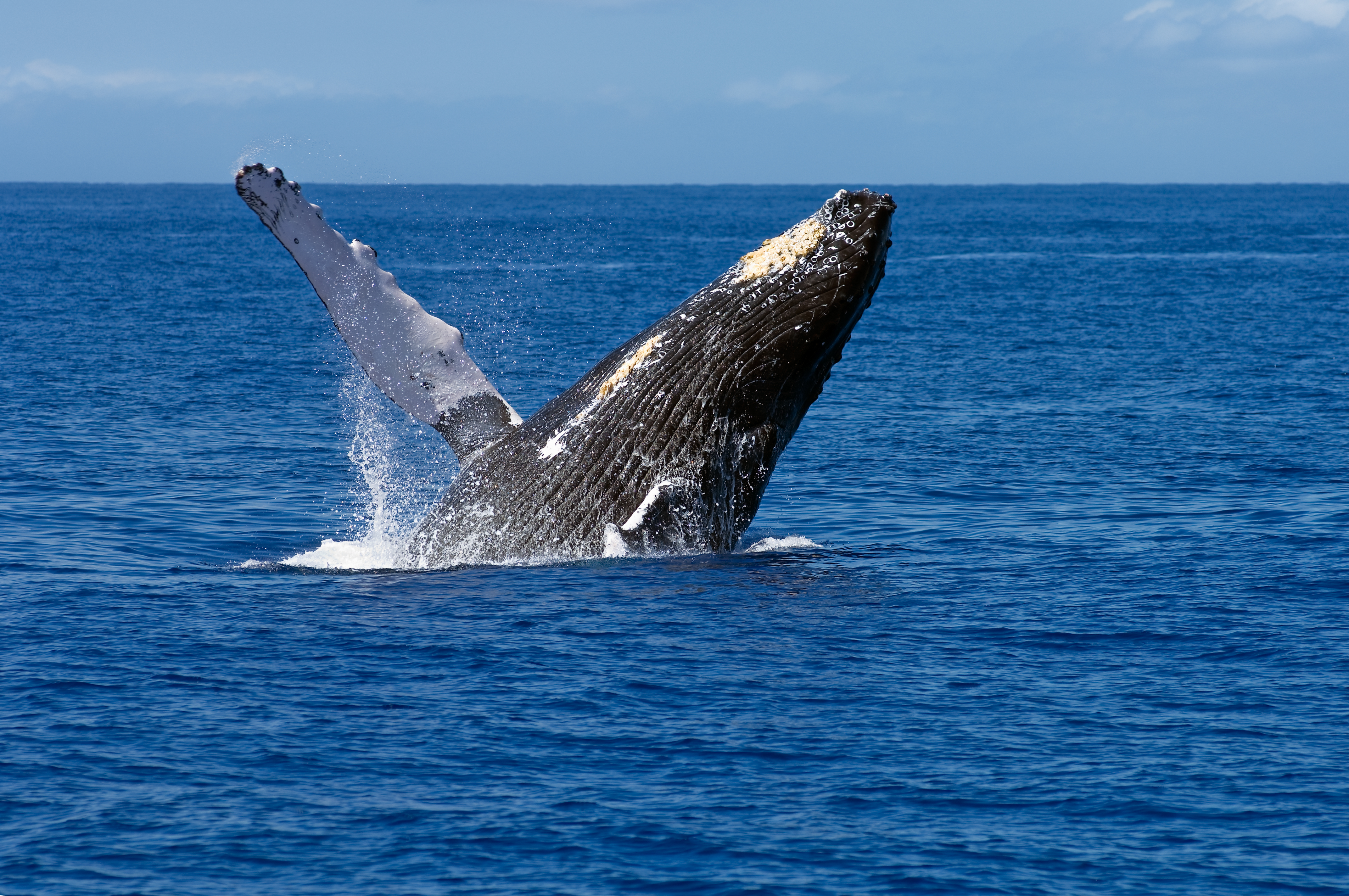 whale watching