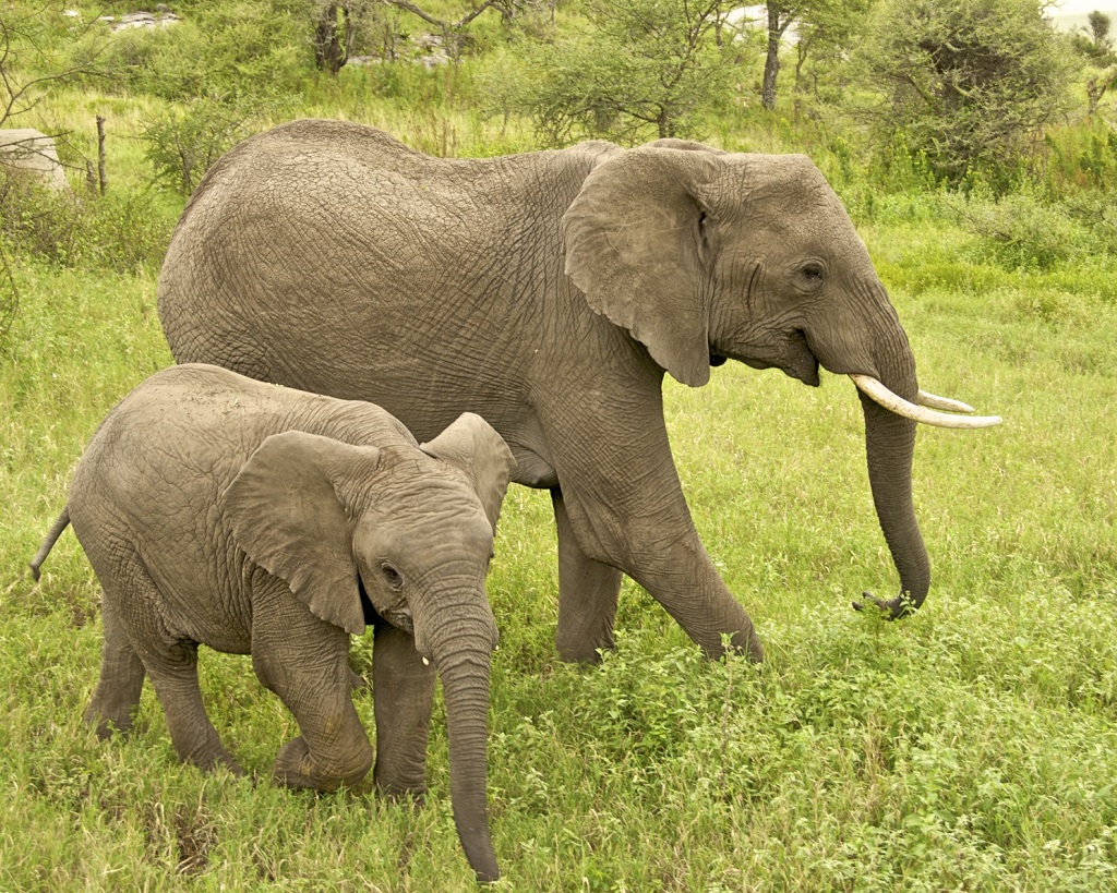 Ngorongoro Crater is Home to Africa's Last Big 5 Tusker Elephants